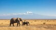© Sumen - African elephant mother and calf walking across dry savanna with mount kilimanjaro in background