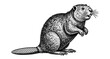 © ieps - Intricate black and white engraving of a beaver in traditional style