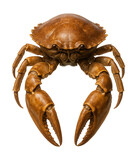 Jointed-limbed crustacean exoskeleton with a protective carapace.