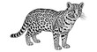 © ieps - Detailed black and white engraving of an ocelot on white background