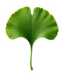 © OMD - Ginkgo biloba leaf featuring a unique fan shape and distinct vein pattern.