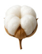 © OMD - Single cotton boll with soft white fibers peeking from a split capsule.