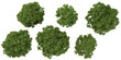 © Saifstock - Collection of Fraxinus trees on transparent background from the top view