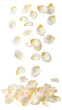 © Photo Find - Falling white rose petals isolated on transparent background