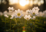 Dreamy field of white anemone flowers glow in golden sunset light