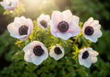 Dreamy field of white anemone flowers glow in golden sunset light