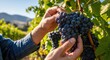 © Tatiana - Man harvesting red wine grape checking ripeness. Farmer in vineyard examining raw fresh fruit bunch for winemaking industry and agricultural concept.