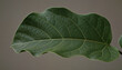 © MEO - Detailed Close-Up of a Fiddle Leaf Fig Leaf on Solid Medium Tone Background