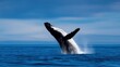 © mudrika - Majestic humpback whale breaching in vibrant blue ocean waters under a clear sky, showcasing nature's beauty