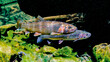 © Connect Images - Two colorful trout swimming together among rocks and algae in clear water. Sea-run Coastal Cutthroat Trout males, Alaska, USA