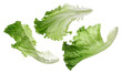 © dule964 - Set lettuce salad leaf flying isolated on white background, clipping path