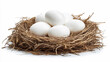 © Alive - Close-up of white eggs in a nest made of twigs and grass strands