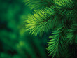 © Hoss - green pine needles, close up of a verdant healthy oldie or pine tree branch. Christmas tree farm concept, pine wood forest