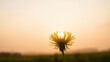 © ocean - Golden hour magic: a dandelion silhouette against the sunset you won't believe is real, share now!