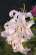 © MARIA - Pristine White Oriental Lily Casablanca in Full Bloom in Summer Garden