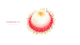Vibrant watercolor illustration of a single rambutan fruit showcasing its unique hairy exterior and juicy white flesh.