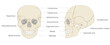 © sumaki - Anatomical Illustration of the Skull from Frontal and Lateral Views (Educational and Medical Use, English Labels)