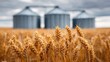 © VisualForge - Wheat field with grain silos in the background under a cloudy sky