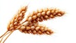 © DreamGrid - Close-up of golden wheat stalks isolated on a clean white background