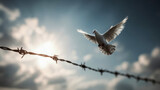 A white dove flying over barbed wire at sunset, a symbol of peace, freedom and hope