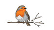© Ai_Images - Illustration of a robin perched on a snow covered branch against a white background scene design silhouette