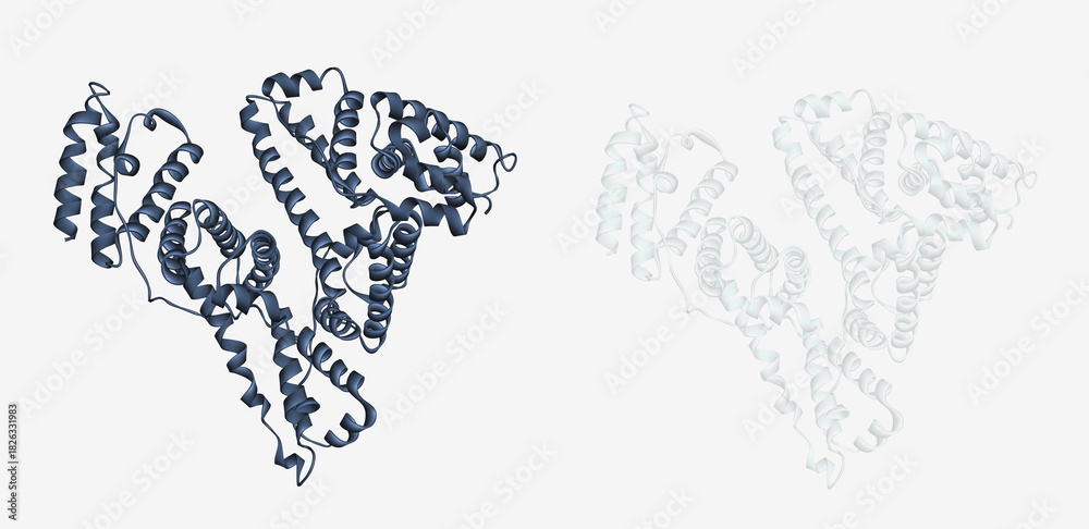 Albumin protein molecule. Human serum albumin (HSA) 3D ribbon cartoon ...