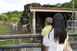 © leungchopan - Mother and baby watching giraffe at zoo park