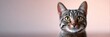 © olga_demina - Domestic tabby cat portrait showing its head and shoulders, with clear green eyes and striped fur, providing ample neutral background for text or branding