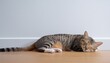 © Isabella - Cat Sleeping On Wooden Floor With White Blank Space Wall Adorable Cat Rest Close Eyes At Home