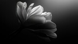 Close-up of a blooming tulip flower in black and white, with dramatic lighting against a dark background.