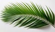 © Donald - Green Palm Frond On White Background