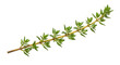 © James - Fresh thyme sprig isolated PNG, aromatic herb for cooking and seasoning on transparent background, culinary ingredient