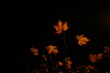 © HodRia - autumn leaves on black