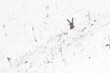 © Travel 'n' Lifestyle - View of a hare's head and ears poking out from a blanket of crisp white snow, a stark contrast in the winter landscape, Vouvry, Valais, Switzerland.