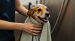 © NN AI - Happy dog getting bath at professional grooming salon. Wet pet with shampoo on its head being dried with towel. Animal hygiene and pet care service concept