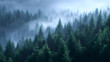 © Moddy - Mist-Shrouded Pine Forest: A panoramic view captures a dense forest of evergreen pines enveloped in a mystical layer of fog, conveying a sense of serenity and mystery.