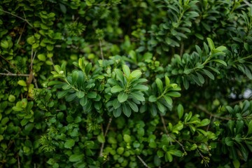Naklejka na meble Lush green leaves on a dense shrubbery detail shot