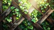© Faizer - Intertwined green vines bearing small fruits and purple flowers grow over a rustic wooden fence with sunlight filtering through
