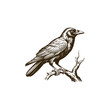 © AnupKumar - Vintage engraving woodcut crow vector illustration art design