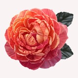 Realistic drawing of a single orange rose and leaves on a white background.