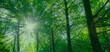 © Ray Park Stock Photo - 緑の森　太陽光