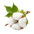 © hazim - Cotton plant white fluffy boll isolated bright white background