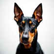 © Viktor - Closeup of AI generated Doberman dog. Black and brown pet portrait with expressive eyes. Canine looks direct. Doberman digital illustration for animal lovers or pet product ads.