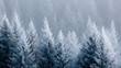 © Firadoaw - frosty spruce forest in winter, snow and ice on evergreen trees, tranquil winter nature background