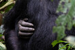 © Marsha - Close-Up of Chimpanzee Hand in Kibale Forest, Uganda – Wild Primate in Natural Habitat