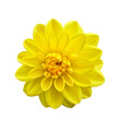 © elenarostunova - Perfectly shaped bright yellow decorative dahlia flower head, viewed from the top and isolated on a pure white background.