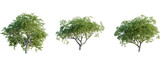 Quercus pyrenaica tree, front view, cutout, 8k png, transparent background, isolate, Three green trees offer versatile landscaping design options easily now