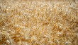 © Volodymyr - Wheat background with golden stalks and rural landscape. Close-up wheat background showing detailed grain texture. Wheat field background. Textured wheat and organic crops.