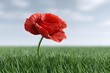 © Achirawee - Macro 3D render of a vibrant red poppy against a blurred green meadow, pastel sky above, ample empty area on one side for text
