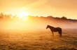 © Leonid Tit - Lone arabian horse grazes in a foggy meadow during sunrise. The sun's rays flood the lawn with warm light, creating a breathtaking and cozy atmosphere in harmony place. Discovery the beauty of earth.